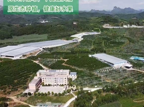 马山种养基地沃柑种植园区